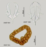 Asplanchna silvestrii