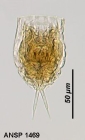 Lecane tenuiseta