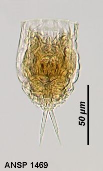 Lecane tenuiseta