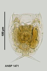 Lecane tudicola