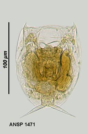 Lecane tudicola