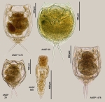 Lecane ungulata