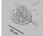 Lecane pomiformis