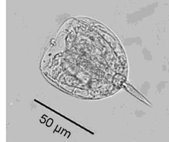 Lecane pomiformis