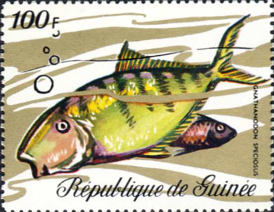 Gnathanodon speciosus Gnathanodon speciosus