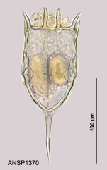 Keratella cochlearis