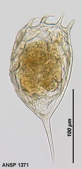 Keratella crassa