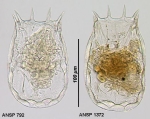 Keratella eichwaldi
