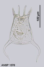 Keratella canadensis