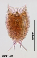 Lecane stokesii