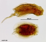 Tripleuchlanis plicata