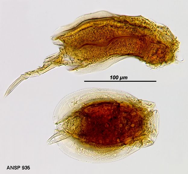 Tripleuchlanis plicata