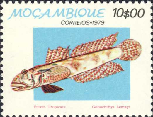 Gobiichthys lemayi Gobiichthys lemayi