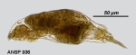 Dicranophorus myriophylli