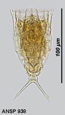 Lecane crepida