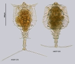 Trichotria truncata