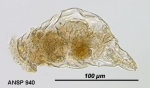 Epiphanes pelagica