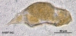 Aspelta psitta