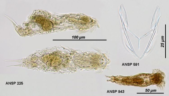 Streptognatha lepta