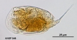 Colurella hindenburgi