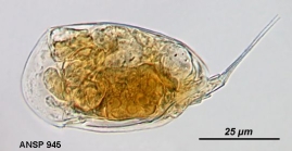 Colurella hindenburgi