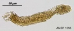 Albertia typhlina
