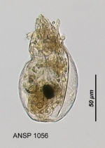 Ascomorpha agilis var. americana