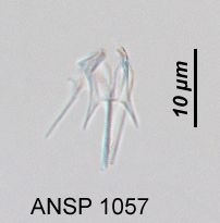 Ascomorpha minima