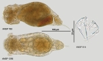 Eothinia triphaea