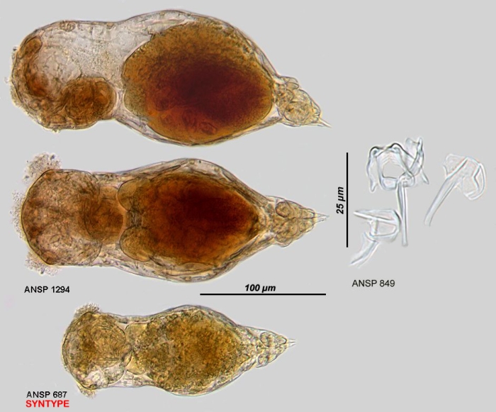 Eothinia eukolpa