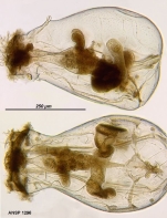 Epiphanes clavulata