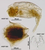 Euchlanis alata