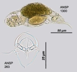 Erignatha clastopis