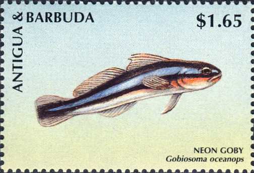 Gobiosoma oceanops Gobiosoma oceanops