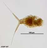 Monommata aequalis