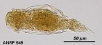 Aspelta lestes