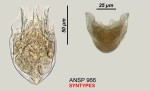 Testudinella armiger