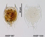 Lepadella costatoides