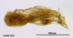 Notommata thopica