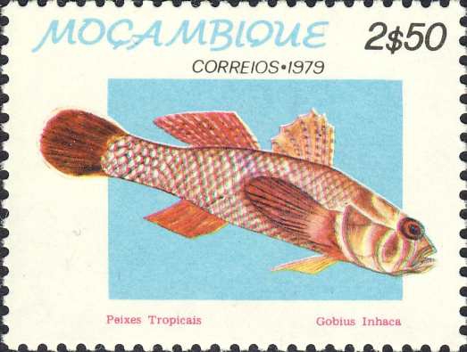 Gobius inhaca Gobius inhaca