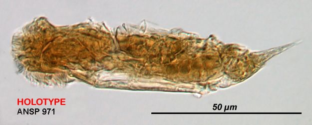 Cephalodella asarcia Cephalodella asarcia