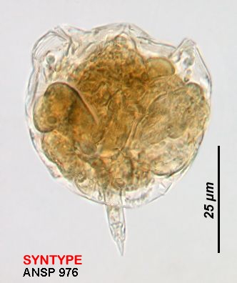 Lecane dysorata Lecane dysorata