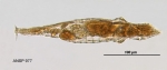 Macrotrachela ehrenbergii