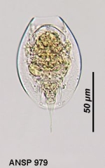 Lepadella rottenburgi