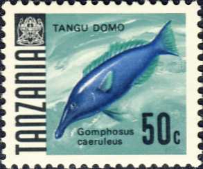 Gomphosus caeruleus