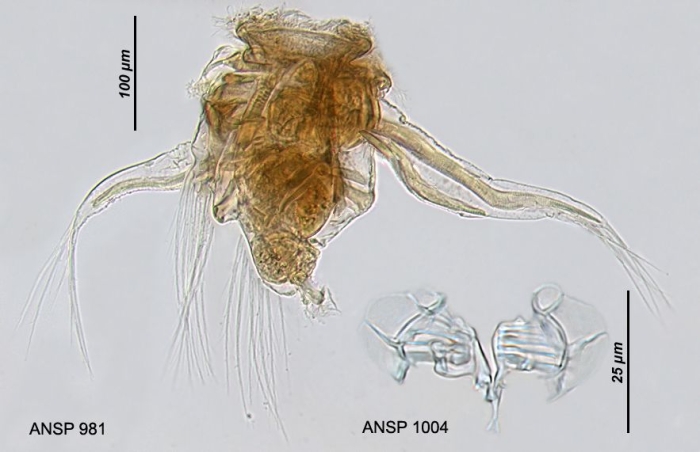 Hexarthra intermedia