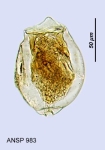 Pompholyx sulcata