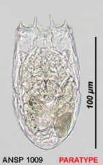 Keratella sinensis