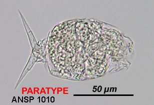 Cephalodella songkhlaensis