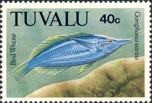 Gomphosus varius Gomphosus varius